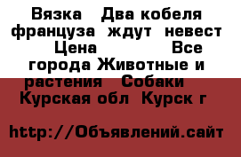  Вязка ! Два кобеля француза ,ждут  невест.. › Цена ­ 11 000 - Все города Животные и растения » Собаки   . Курская обл.,Курск г.